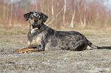 CATAHOULA 029